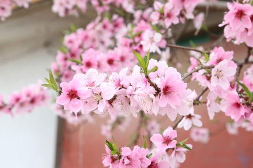 桃花爆料大百科最新一期,揭秘最新一期精彩内容